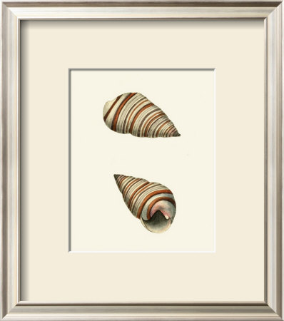 Ribband Bulla Shells by George Shaw Pricing Limited Edition Print image