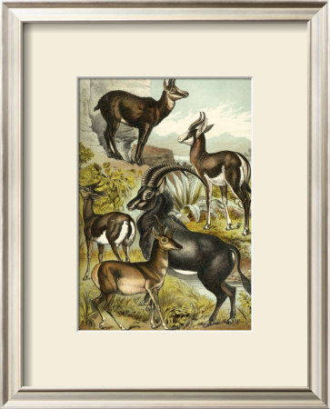 Antelope by Henry J. Johnson Pricing Limited Edition Print image