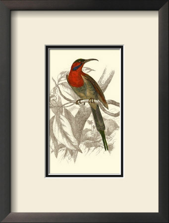 Jardine Hummingbird Vi by Sir William Jardine Pricing Limited Edition Print image