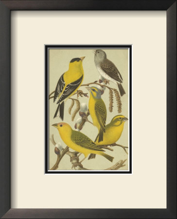 Petite Songbirds Iii by Cassel Pricing Limited Edition Print image