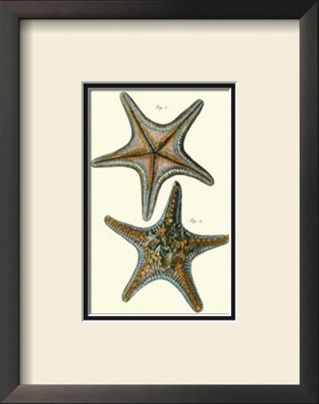Starfish Iv by Daniel Diderot Pricing Limited Edition Print image