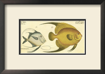 Silver Fish by Marcus Elieser Bloch Pricing Limited Edition Print image