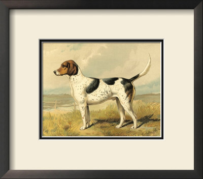 Fox Hound by Vero Shaw Pricing Limited Edition Print image