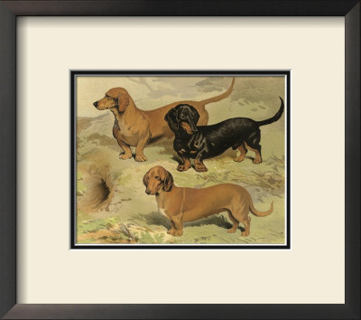Dachshunds by Vero Shaw Pricing Limited Edition Print image