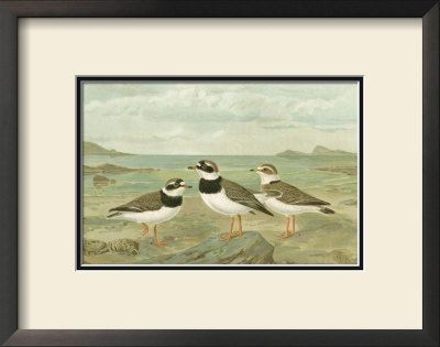 Shore Gathering Iv by Franz Eugen Kohler Pricing Limited Edition Print image