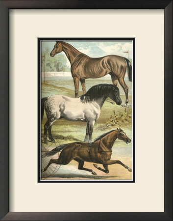 Horse Breeds I by Henry J. Johnson Pricing Limited Edition Print image