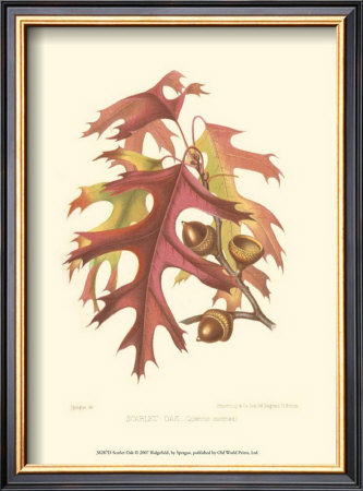 Scarlet Oak by Sprague Pricing Limited Edition Print image