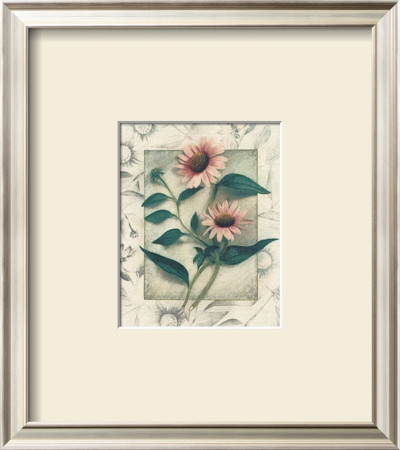 Echinacea by Julie Nightingale Pricing Limited Edition Print image