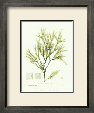 Seaweed I by Henry Bradbury Pricing Limited Edition Print image