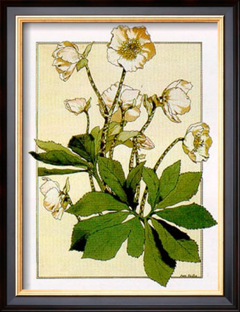 Helleborus by Anna Martin Pricing Limited Edition Print image