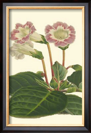 Gloxinia Garden Ii by Van Houtt Pricing Limited Edition Print image