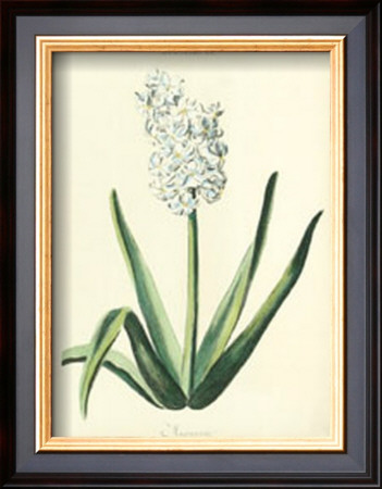 Hyacinthus Xv by Christoph Jacob Trew Pricing Limited Edition Print image