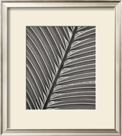 Royal Palm by Deb Garlick Pricing Limited Edition Print image