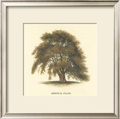 Oriental Plane by Samuel Williams Pricing Limited Edition Print image