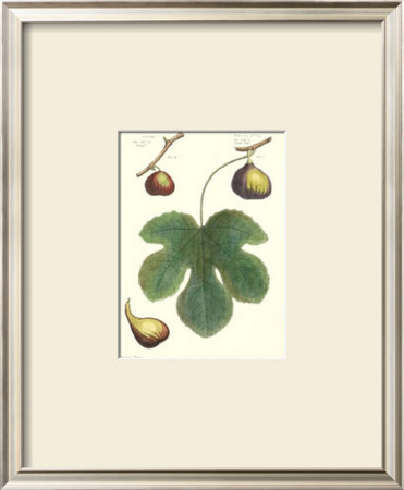 Fig Leaf I by T. Langley Pricing Limited Edition Print image