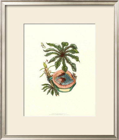 Nature's Bounty I by Maria Sibylla Merian Pricing Limited Edition Print image