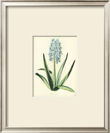Hyacinthus Xvi by Christoph Jacob Trew Pricing Limited Edition Print image