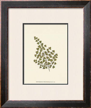 Woodland Ferns Ii by Edward Lowe Pricing Limited Edition Print image