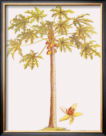 Papaya Tree by Georg Dionysius Ehret Pricing Limited Edition Print image