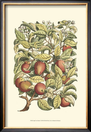 Apple Tree Branch by Henri Du Monceau Pricing Limited Edition Print image