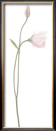 White Prairie Gentian I by Katja Marzahn Pricing Limited Edition Print image