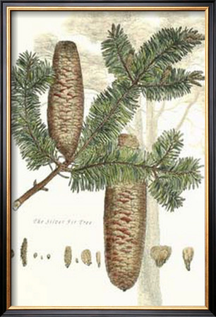 Antique Silver Fir Tree by John Miller (Johann Sebastien Mueller) Pricing Limited Edition Print image