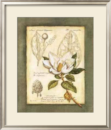 Great Flowered Magnolia by Tina Chaden Pricing Limited Edition Print image