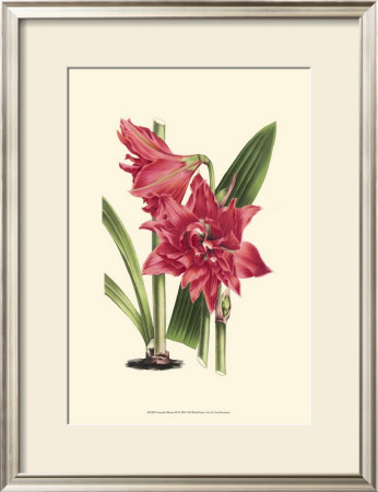 Amaryllis Blooms Iii by Van Houtteano Pricing Limited Edition Print image