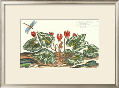 De Passe Cyclamen by Crispijn De Passe Pricing Limited Edition Print image