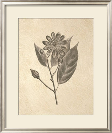 Ivory Tropicals Ii by Sarah Elizabeth Chilton Pricing Limited Edition Print image