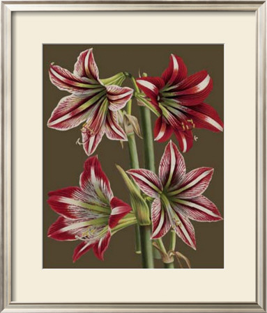 Lush Amaryllis Ii by Van Houtt Pricing Limited Edition Print image
