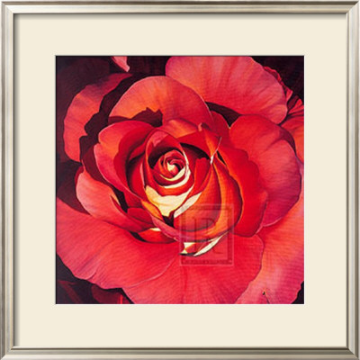 Spanish Rose by Jennifer Harmes Pricing Limited Edition Print image