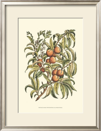 Peach Tree Branch by Henri Du Monceau Pricing Limited Edition Print image