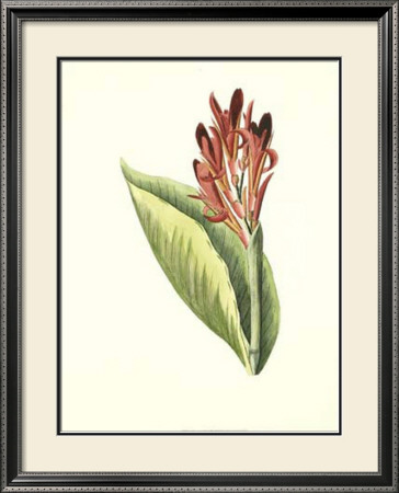 Tropical Canna Iii by Van Houtt Pricing Limited Edition Print image