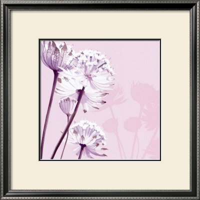 Pastel Lace I by Kate Knight Pricing Limited Edition Print image