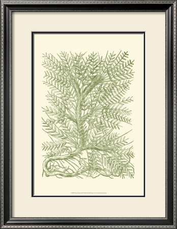 Mossy Branches Iii by Henri Du Monceau Pricing Limited Edition Print image