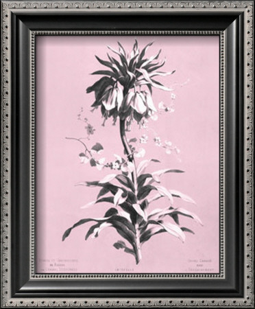 Dussurgey Imperiale On Pink by Dussurgey Pricing Limited Edition Print image
