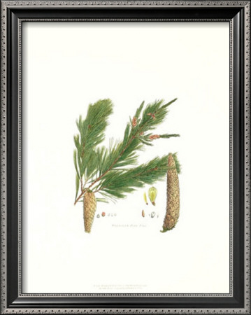 Weymouth Pine Tree by John Miller (Johann Sebastien Mueller) Pricing Limited Edition Print image