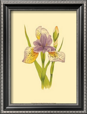 Iris Bloom Vii by M. Prajapati Pricing Limited Edition Print image