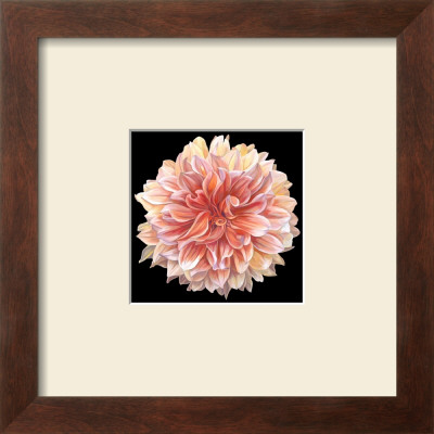 Orange Dahlia by Linda Mcvay Pricing Limited Edition Print image