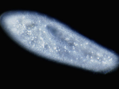 Paramecium Caudatum by Wim Van Egmond Pricing Limited Edition Print image