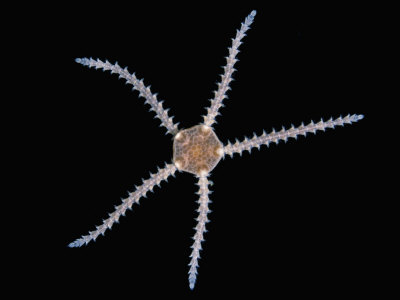 A Juvenile Brittle Star, A Common Echinoderm Along Shores And In Tide Pools by Wim Van Egmond Pricing Limited Edition Print image