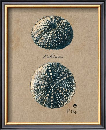 Vintage Linen Sea Urchin by Regina-Andrew Design Pricing Limited Edition Print image