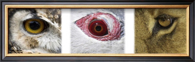Eye Opener by Susann & Frank Parker Pricing Limited Edition Print image