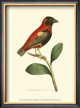 Crimson Birds I by Frederick P. Nodder Pricing Limited Edition Print image