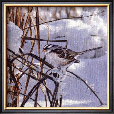 White Crown Sparrow by Russ Cobane Pricing Limited Edition Print image