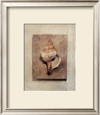Seashell Study Iii by Julie Nightingale Pricing Limited Edition Print image