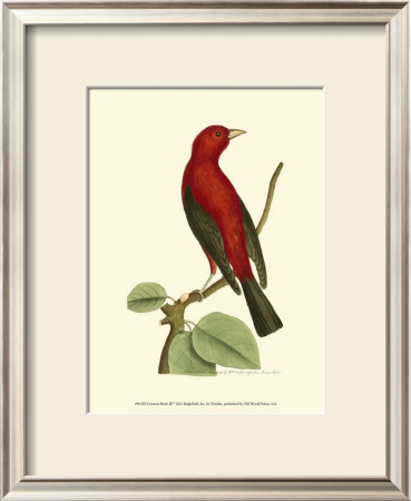 Crimson Birds Iii by Frederick P. Nodder Pricing Limited Edition Print image