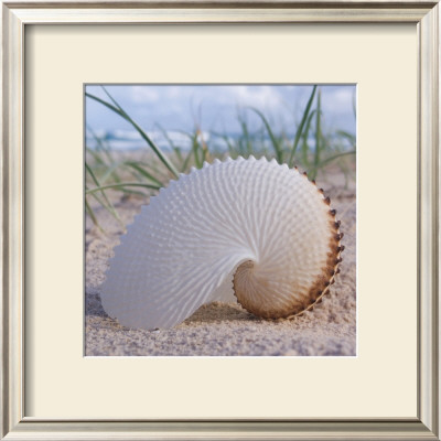Paper Nautilus by Mark Goodall Pricing Limited Edition Print image