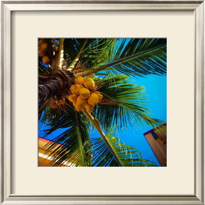 Tropical Palm by Jean-François Dupuis Pricing Limited Edition Print image